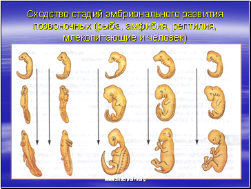 Сходство стадий эмбрионального развития позвоночных (рыба, амфибия, рептилия, млекопитающие и человек)