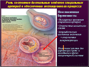 Роль состояния дистальных отделов спиральных артерий в обеспечении гестационного процесса
