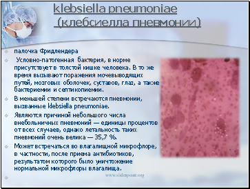 Klebsiella pneumoniae ( )