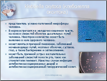 Klebsiella oxytoca ( )
