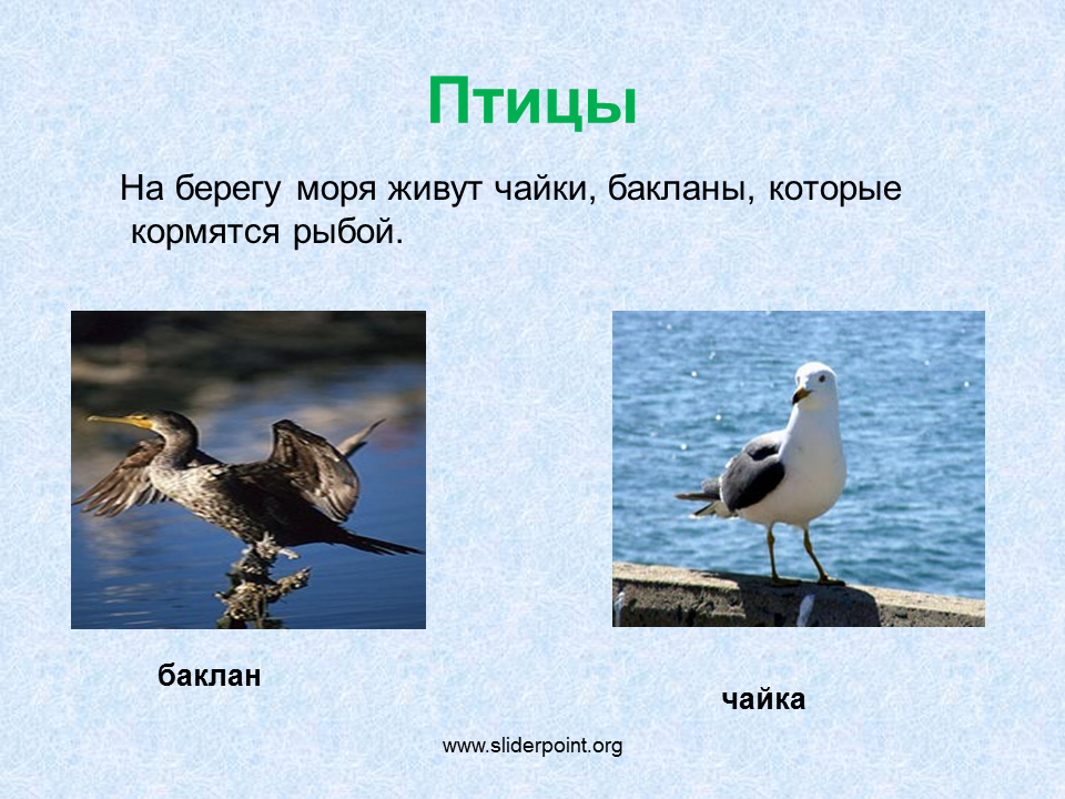 Черноморские Птицы Фото