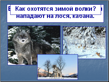 Как охотятся зимой волки?