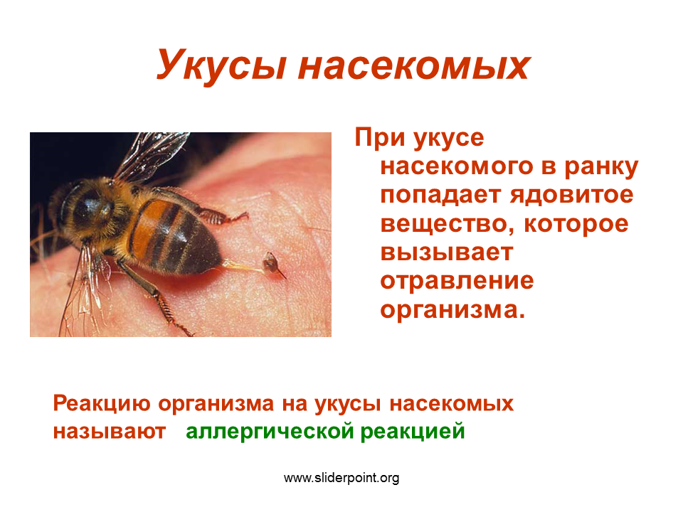 Холод при укусе насекомых. Укусы ядовитых насекомых. Симптомы при укусах насекомых. Признаки укуса насекомых.