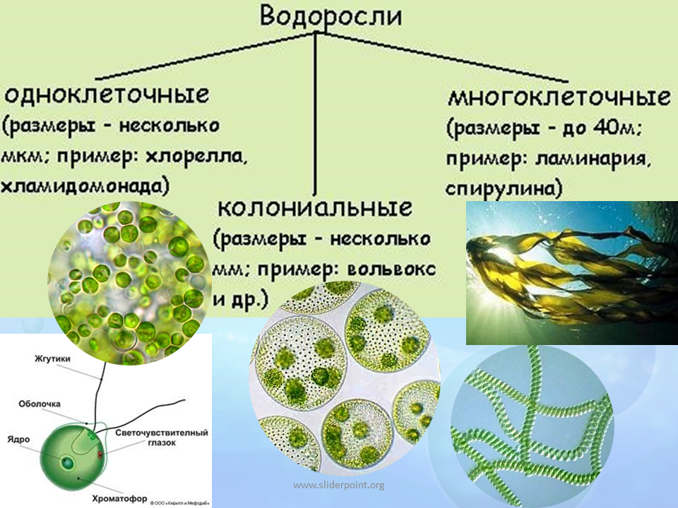 Среда обитания хлореллы. Одноклеточные колониальные и многоклеточные водоросли. Зеленые водоросли одноклеточные колониальные многоклеточные. Строение многоклеточных зеленых водорослей. Среда обитания зелёных одноклеточных водорослей.