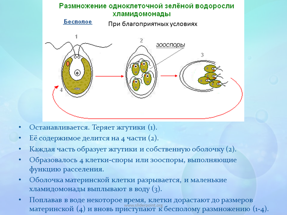 Размножение клеток водорослей. Размножение одноклеточных зеленых водорослей. Цикл бесполого размножения хламидомонады. Размножение одноклеточной зелёной водоросли хламидомонады. Размножение одноклеточных зеленых водорослей схема.