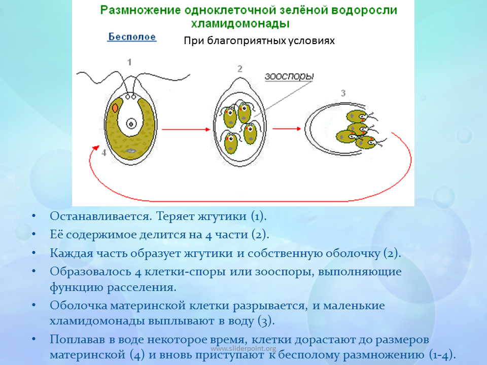 Размножение клеток водорослей