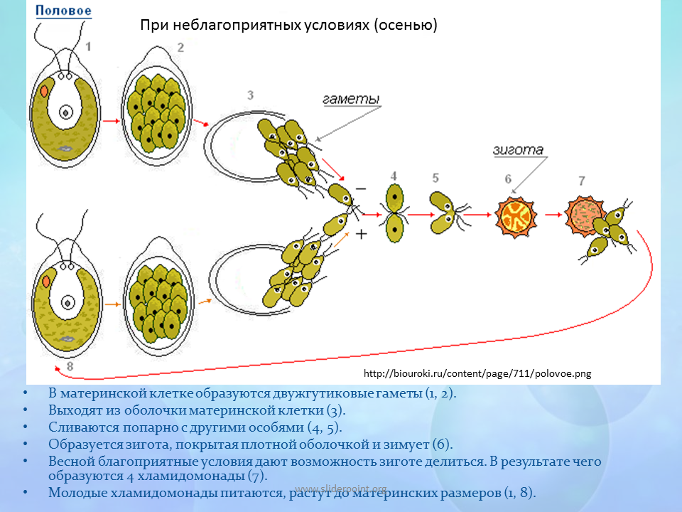 Размножение одноклеточных водорослей хламидомонада. Бесполое размножение хламидомонады. Цикл размножения хламидомонады. Этапы размножения хламидомонады. Водоросли размножаются путем