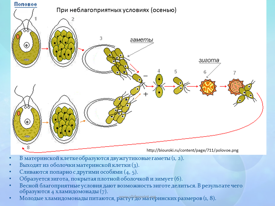 Размножение и развитие низших растений. Размножение одноклеточных водорослей хламидомонада. Бесполое размножение хламидомонады. Цикл размножения хламидомонады. Полового размножения хламидомонады.