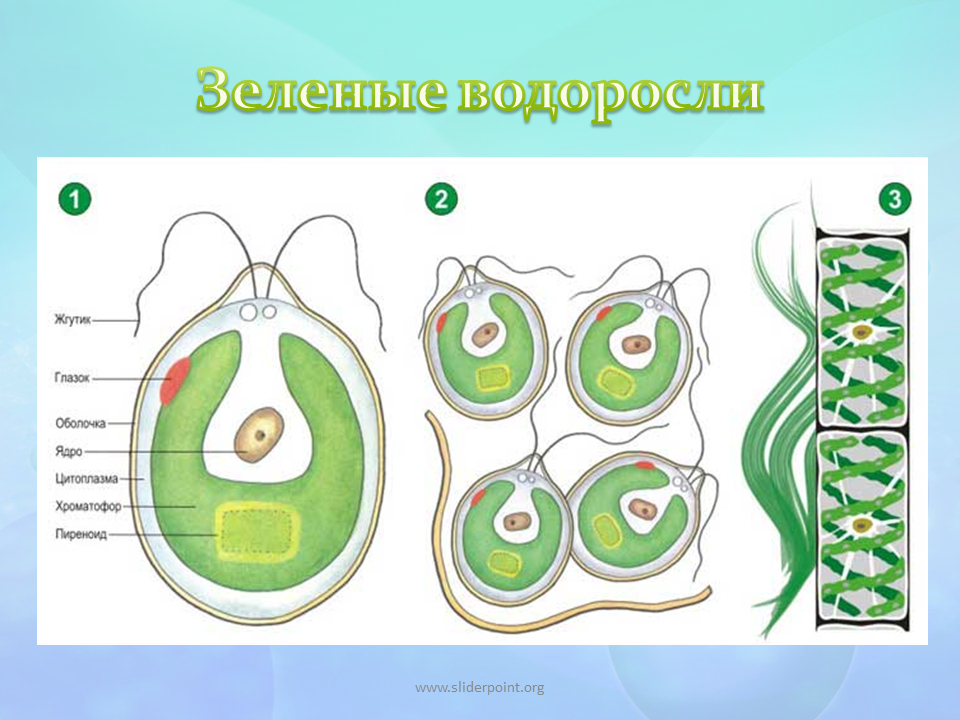 Водоросли биология строение. Зелёные водоросли. Зеленые водоросли биология. Строение зеленых водорослей.
