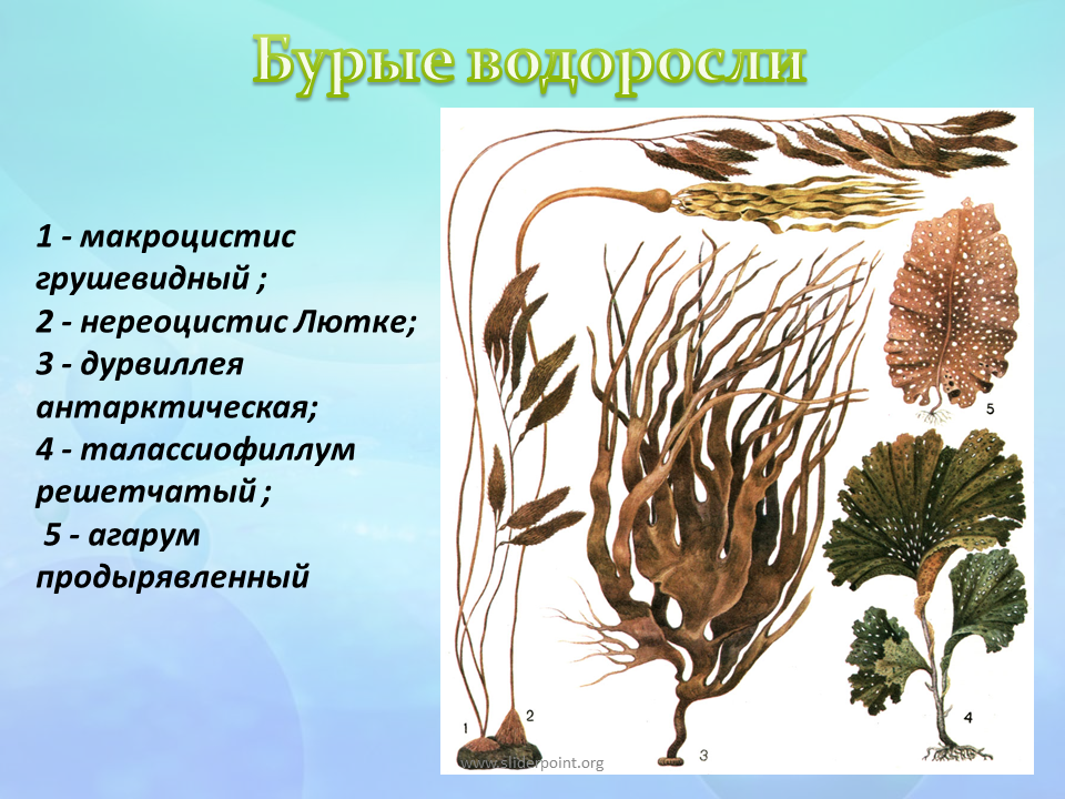 Ламинария относится к группе. Нереоцистис водоросль. Бурые водоросли макроцистис. Нереоцистис Лютке бурые водоросли. Агарум водоросль.