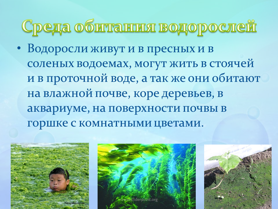 Водоросли 5 класс кратко. Водоросли презентация. Доклад про водоросли. Водоросли пресных водоемов. Среда обитания водорослей.