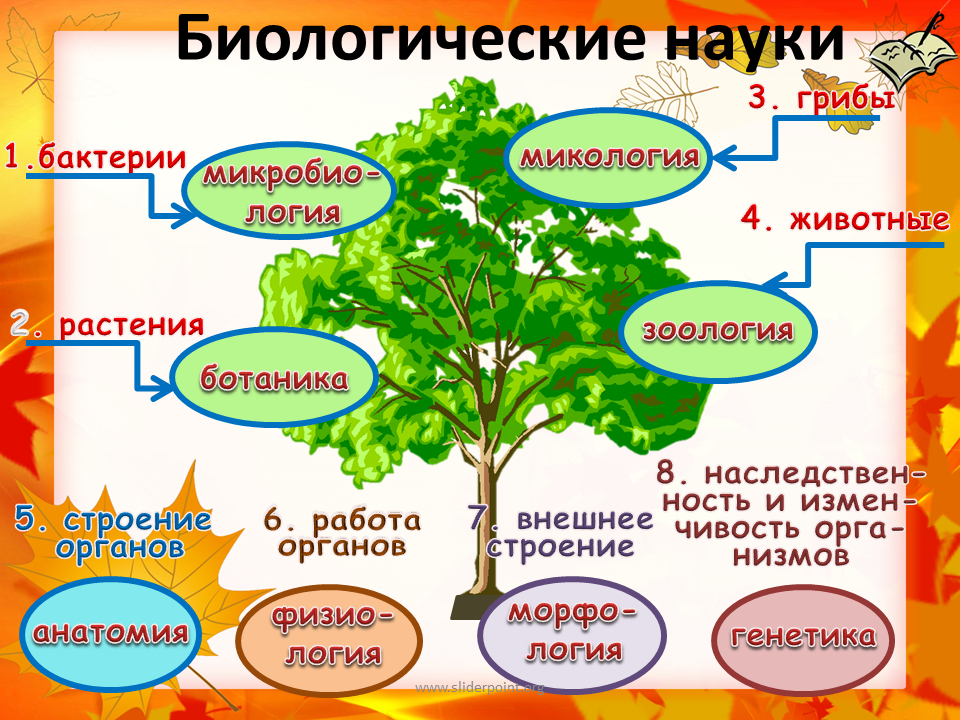 Открытый урок биологии фгос. Биология наука о живой природе 5 класс. Биологические знания в жизни человека. Науки биологии 5 класс. Биологические науки презентация.