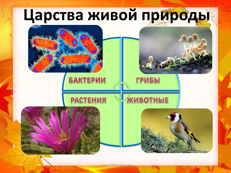 Сколько царств на земле