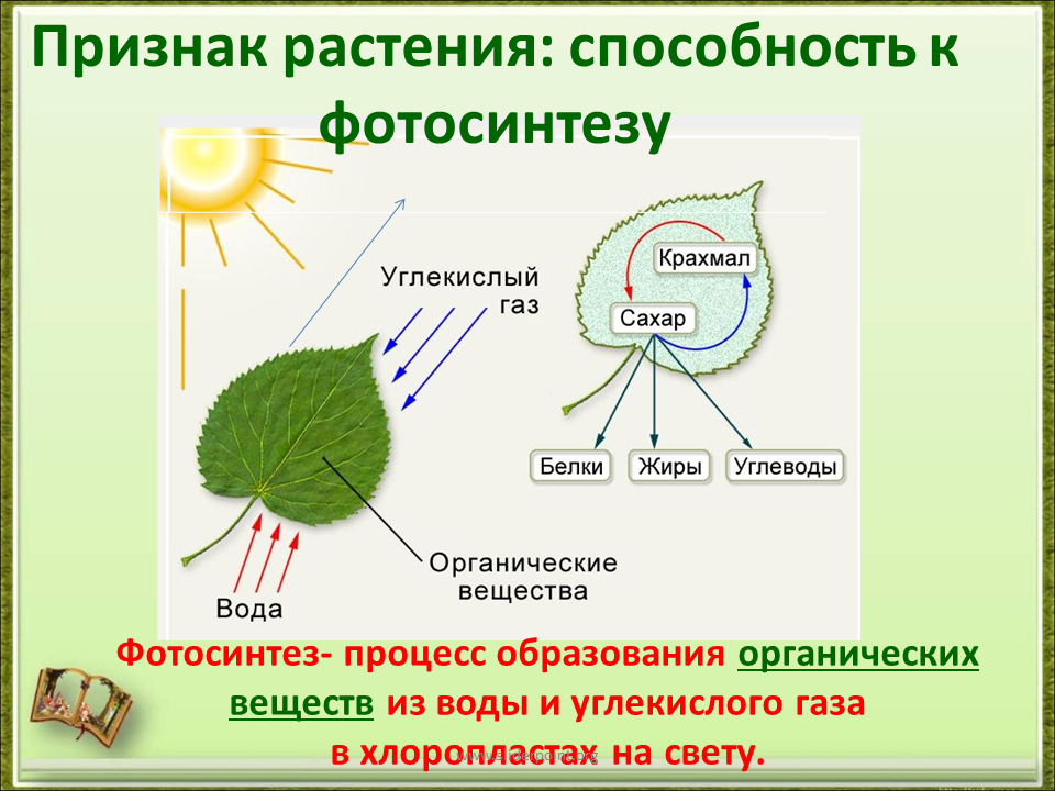 Как повлияло появление фотосинтезирующих. Биология 6 класс схема фотосинтеза у растений. Фотосинтез растений 2 класс биология. Образование органических веществ на свету в процессе фотосинтеза. Фотосинтез у растений 2 класс.