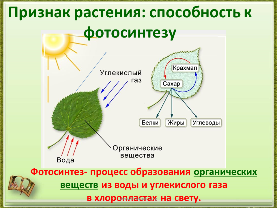 Биология 6 класс схема фотосинтеза у растений. Фотосинтез растений 2 класс биология. Образование органических веществ на свету в процессе фотосинтеза. Фотосинтез у растений 2 класс.