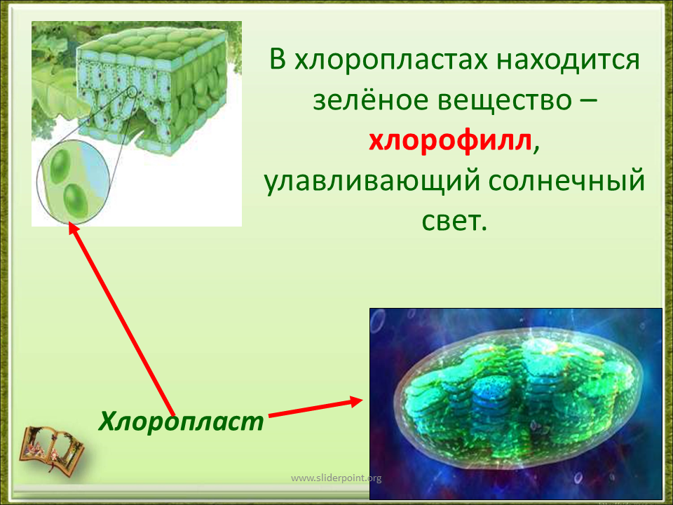 В клетках водорослей содержится. Хлоромопласт хлорофилы хлоропласты. Хлорофилл в хлоропластах. Зеленые хлоропласты. Хлоропласты это 5 класс.