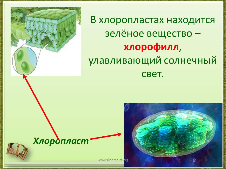 В клетках водорослей содержится