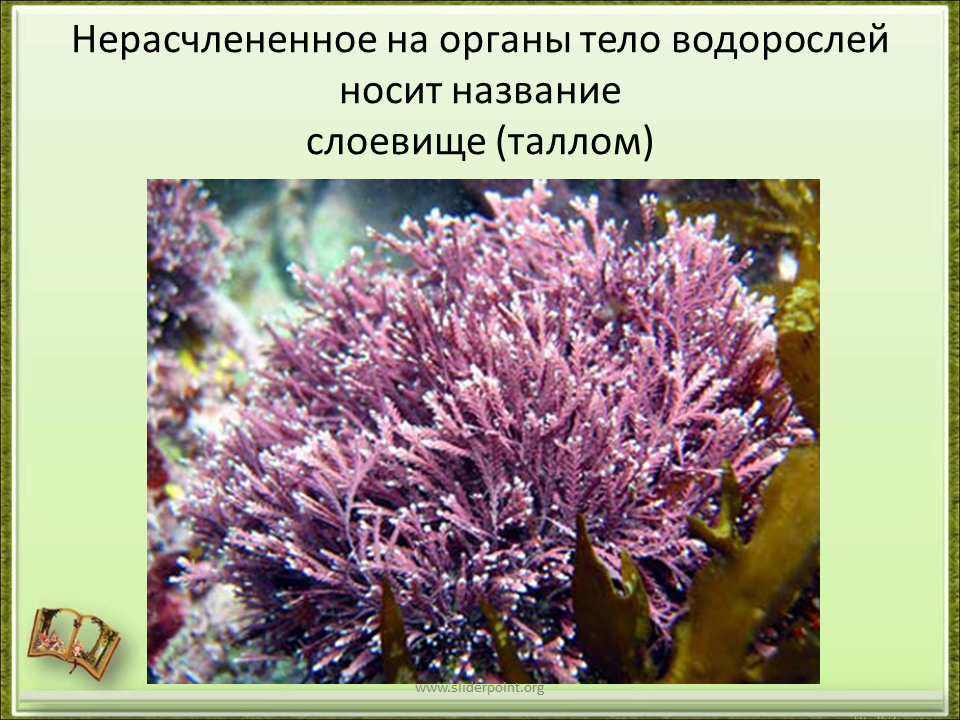5 водорослей название. Водоросли названия. Морские водоросли названия. Типы водорослей. Водоросли картинки с названиями.