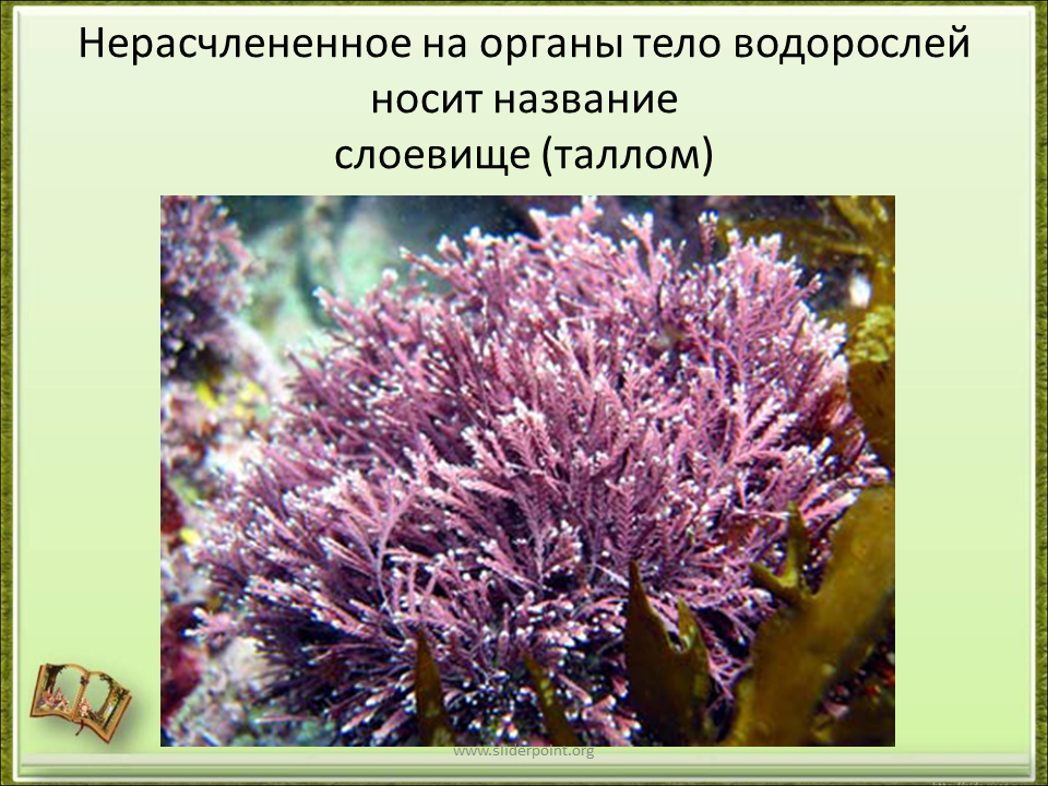 Водоросли названия. Водоросли виды водорослей. Виды морских водорослей. Видовое название водорослей. 3 названия водорослей