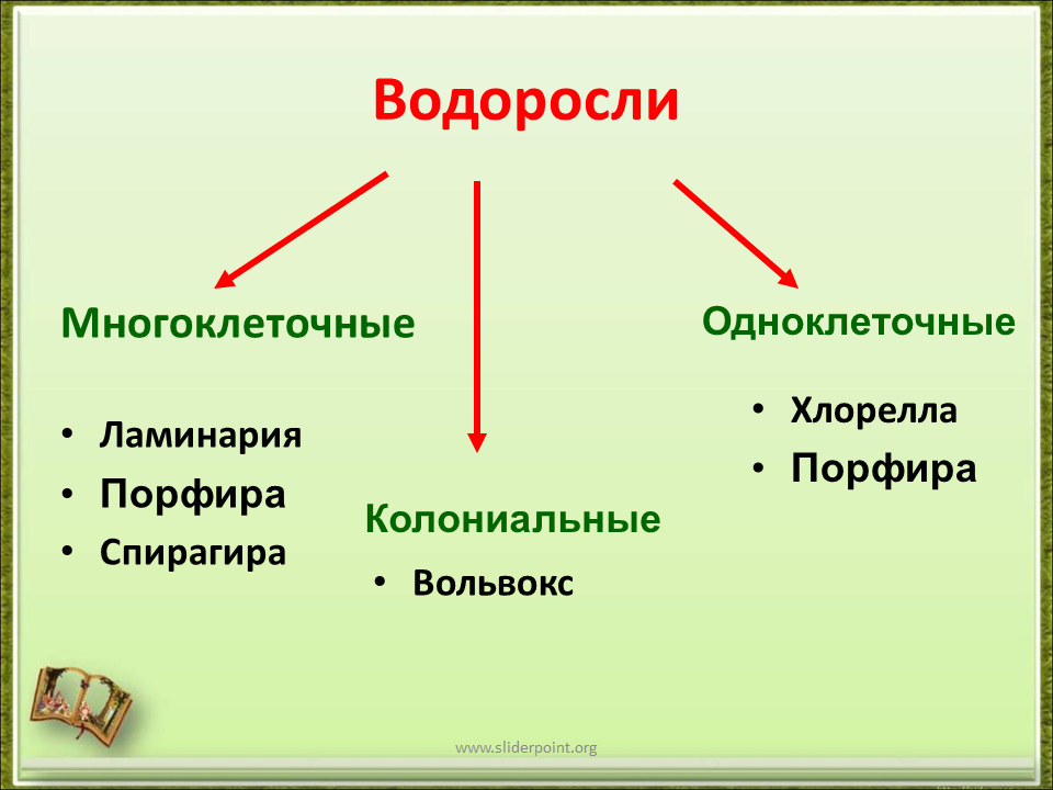 Биология водоросли сообщение. Одноклеточные и многоклеточные водоросли 5 класс биология. Классификация водорослей одноклеточные многоклеточные. Водоросли 5 класс биология. Водоросли биология презентация.