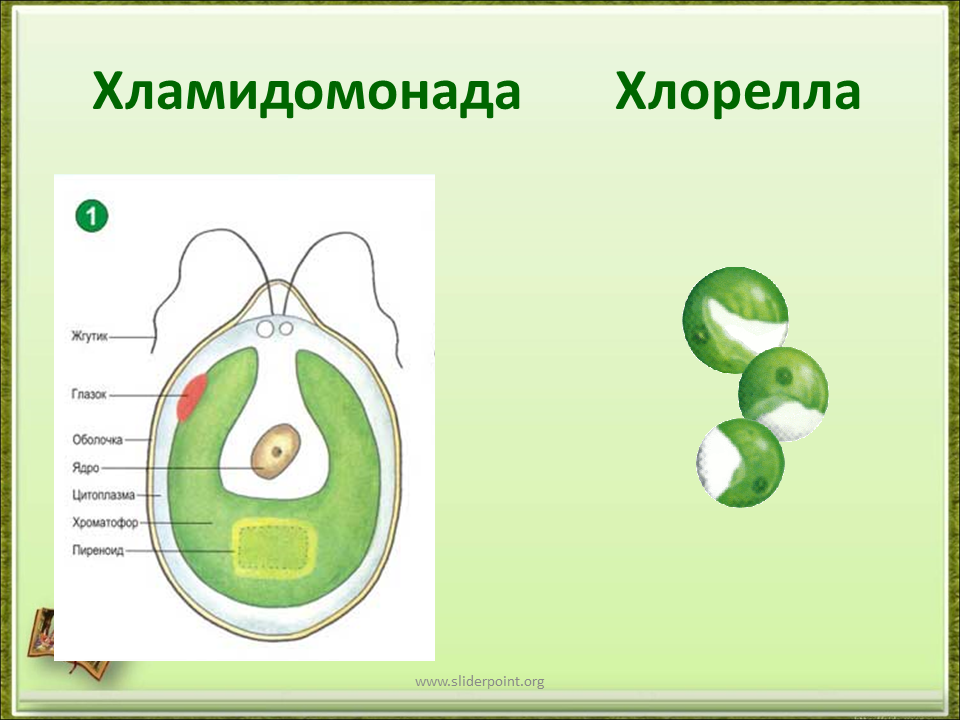 Строение хлореллы. Строение водоросли хламидомонады. Нарисовать хламидомонада и хлорелла. Хлорелла водоросль строение. Строение одноклеточной зеленой водоросли хлореллы.