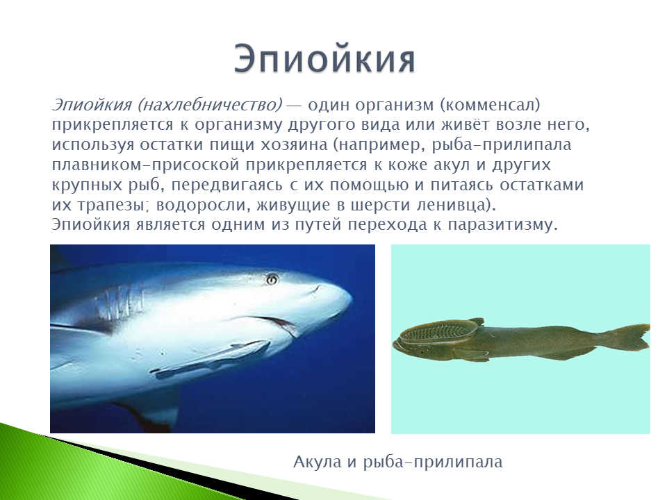 Рыба лоцман и акула тип