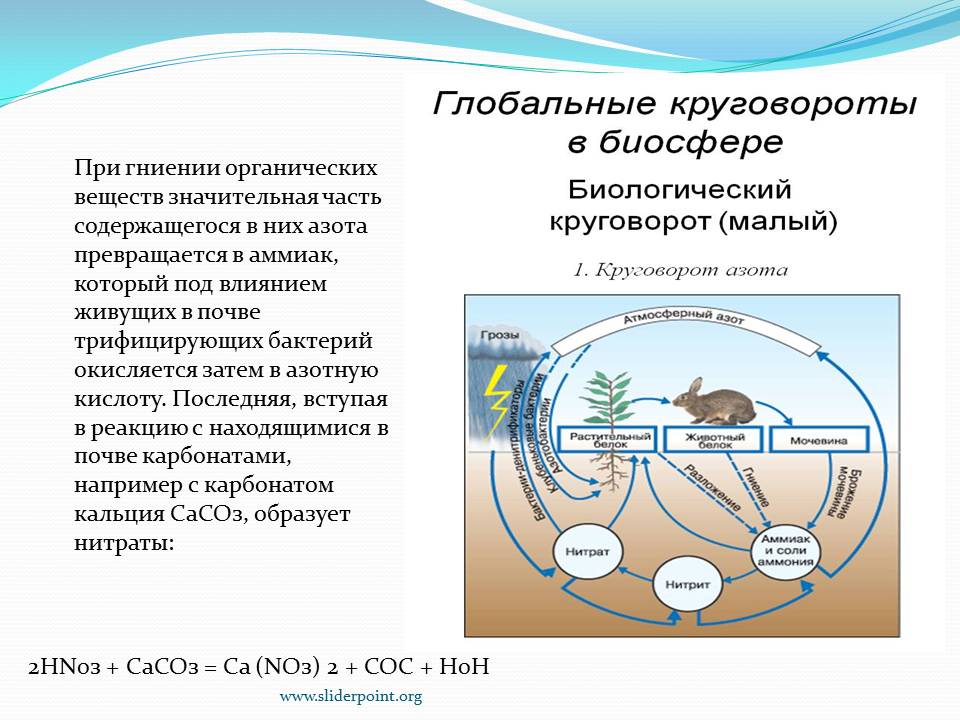 Опишите круговорот азота в природе