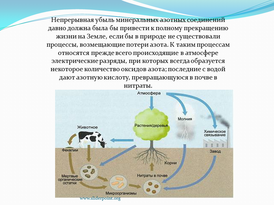 Соединения азота в почве. Биологический круговорот азота. Биологическая роль азота схема круговорота азота в природе. Круговорот веществ азота схема. Азот попадает в растения в процессе круговорота веществ в форме.