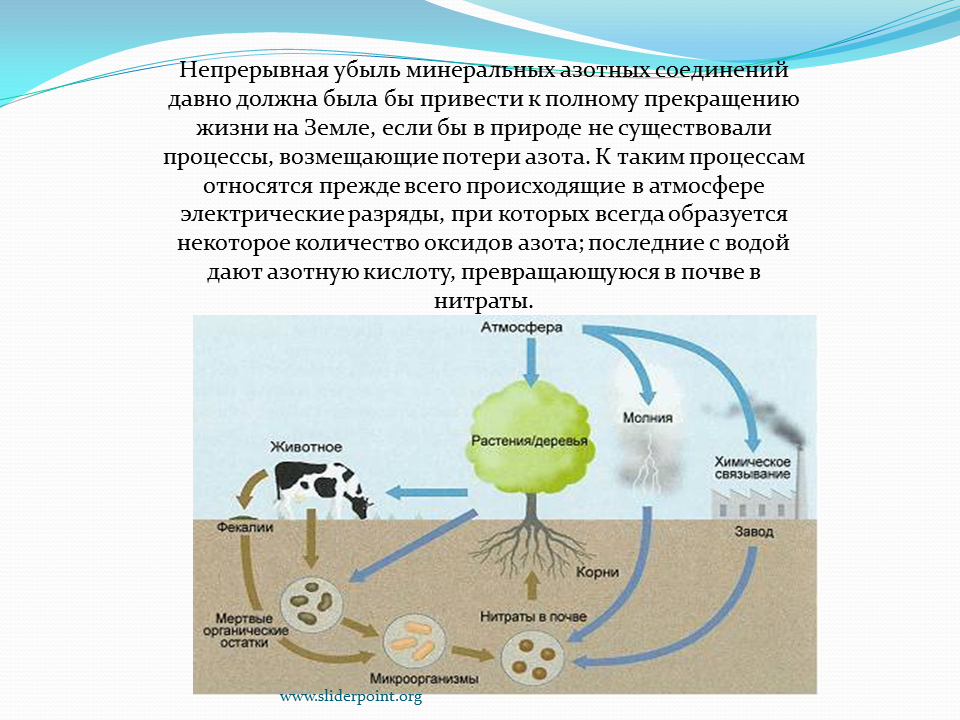 Опишите круговорот азота в природе. Биологический круговорот азота. Биологическая роль азота схема круговорота азота в природе. Круговорот веществ азота схема. Азот попадает в растения в процессе круговорота веществ в форме.