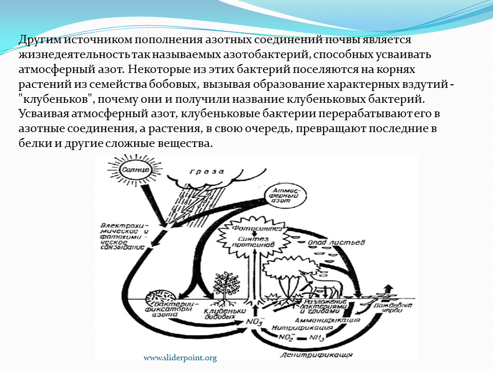 Какие организмы способны усваивать азот из атмосферы. Круговорот азота в природе. Круговорот микроорганизмов в природе. Микроорганизмы в круговороте веществ в природе. Участие бактерий в круговороте веществ в природе.