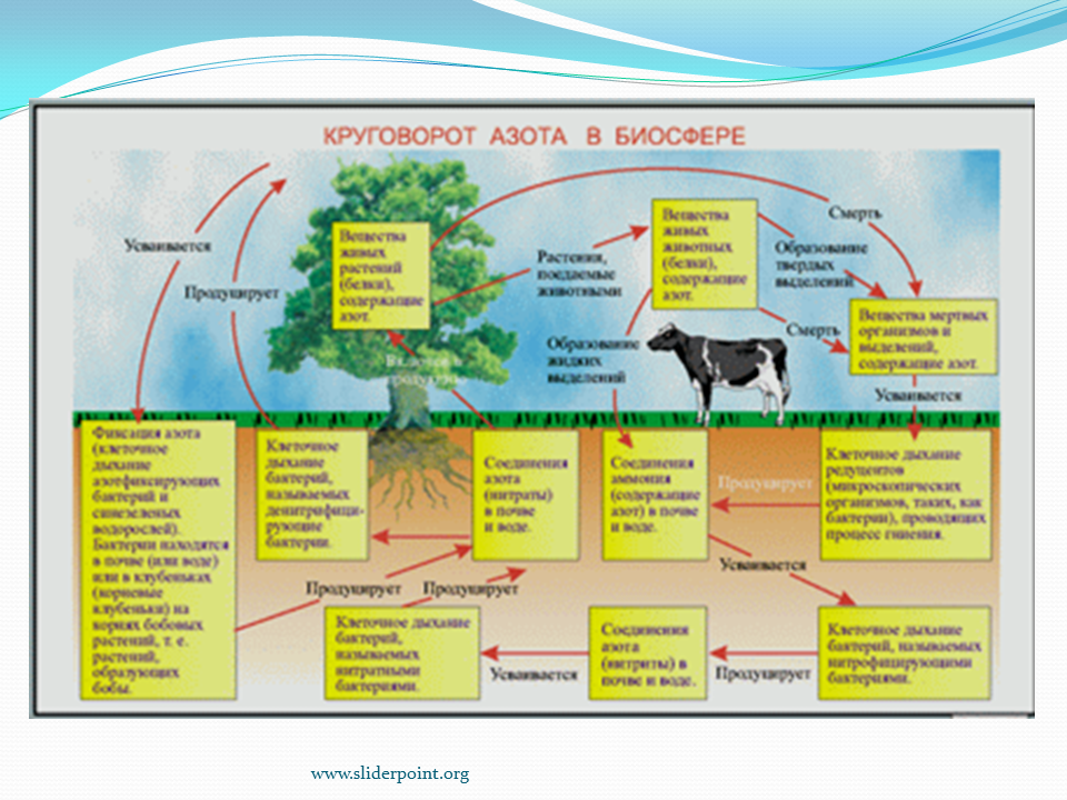 Азот в природе 9 класс. Биосфера круговорот азота в природе. Схема биологического цикла азота. Схему круговорота вещества в биосфере азот. Цикл круговорота азота в природе.