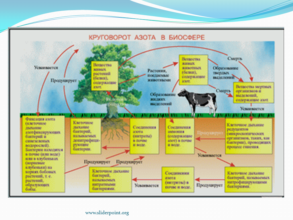 Круговорот азота в биосфере последовательность. Биосфера круговорот азота в природе. Схема биологического цикла азота. Схему круговорота вещества в биосфере азот. Цикл круговорота азота в природе.