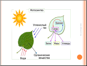 В зелёных растениях происходит фотосинтез.