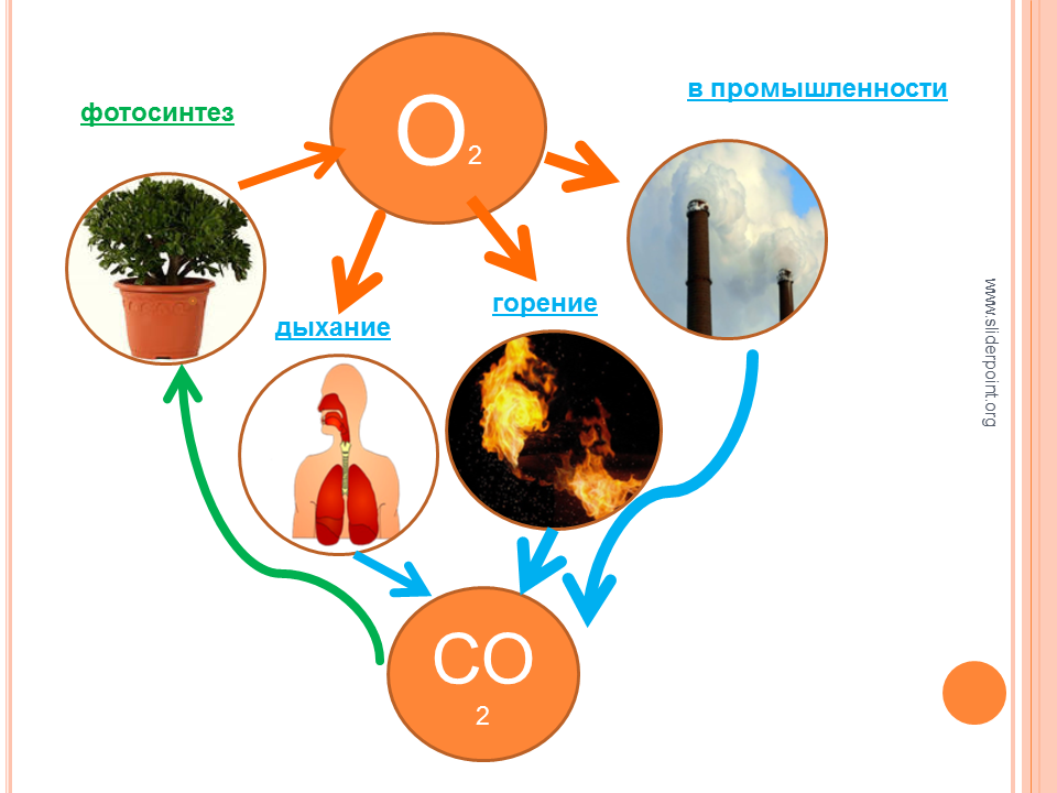 Круговорот o2 в природе. Круговорот o2 в природе схема. Круговорот кислорода схема. Круговорот кислорода в природе рисунок. Роль фотосинтеза для человека