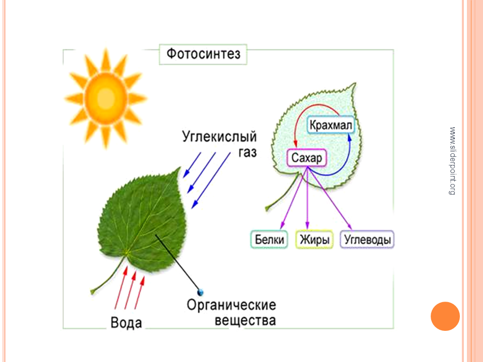 В листьях часть воды используется в процессе. Схема фотосинтеза у растений. Фотосинтез листа схема. Схема реакции фотосинтеза. Схема фотосинтеза биология.