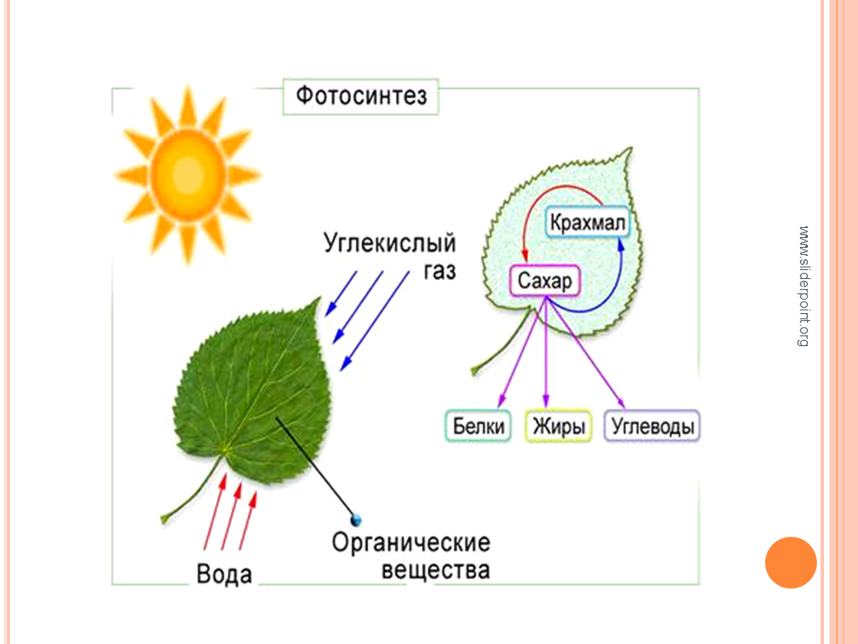 В каких органических клетках происходит фотосинтез. Схема фотосинтеза у растений. Фотосинтез листа схема. Схема реакции фотосинтеза. Схема фотосинтеза биология.
