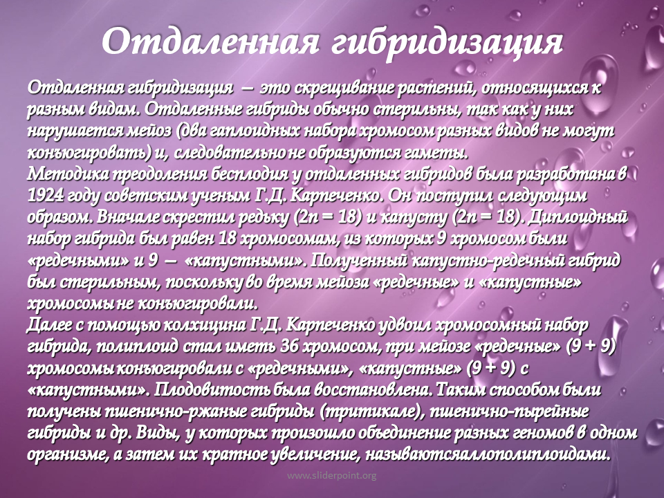 Бесплодие у растений. Разработал метод отдалённой гибридизации. Преодоление бесплодия у межвидовых гибридов растений. Способы преодоления бесплодия отдаленных гибридов у животных. Отдалённая гибридизация.