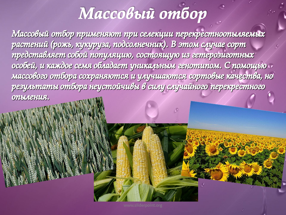 Массовый отбор гибридов