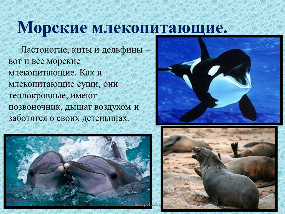 Почему кит зверь. День защиты морских млекопитающих. Морские обитатели млекопитающие. 19 Февраля день защиты морских млекопитающих. Дельфины млекопитающие.