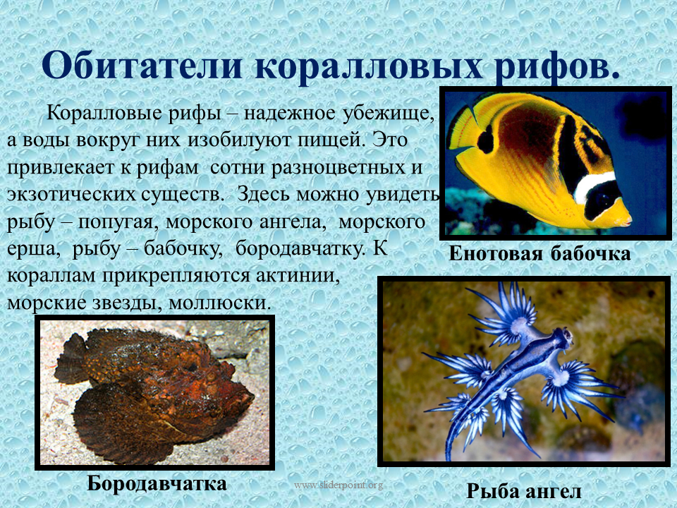 Морские обитатели презентация. Информация о морских жителях. Подводные обитатели описание. Рыбы живущие в коралловых рифах. Обитатели морей сообщение