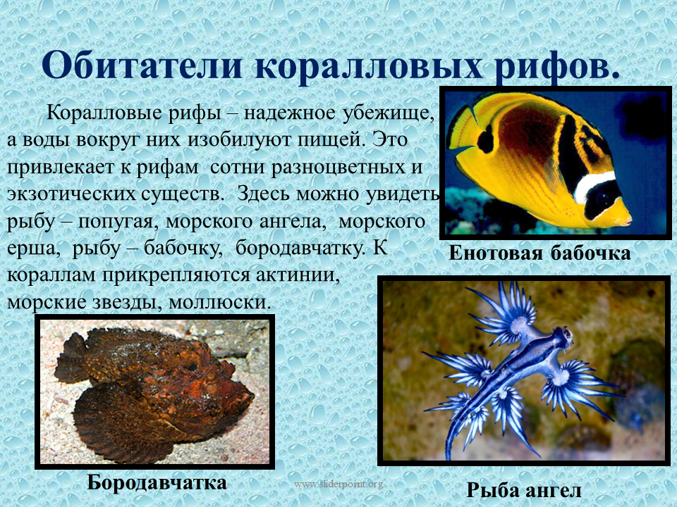 Обитатели морей описание