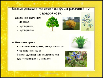 Классификация жизненных форм растений по Серебрякову.