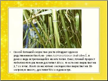 Самой большой скоростью роста обладает один из родственников бамбука - злак листоколосник съедобный, в диком виде встречающийся на юге Китая. Ежесуточный прирост побегов этого растения достигает 40 см, то есть оно вырастает на 1,7 см в час. Всего за несколько месяцев злак вырастает на 30-метровую высоту; достигая 50 см в диаметре.
