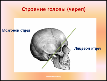 Строение головы (череп)