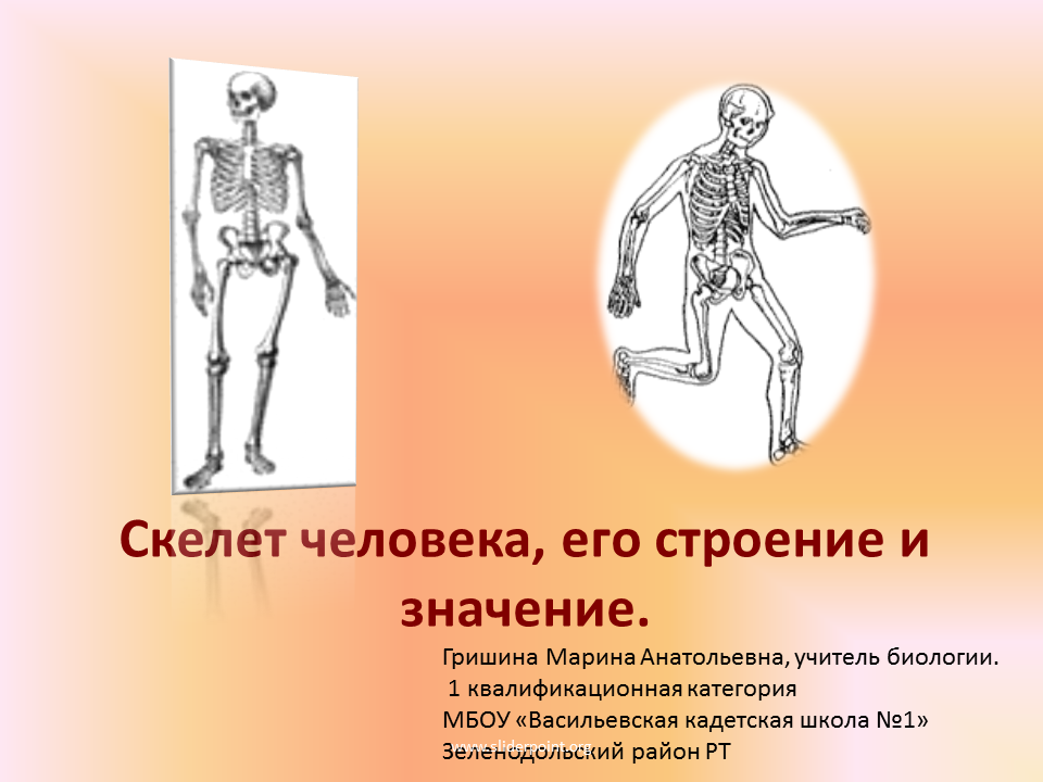 Презентация на тему скелет человека