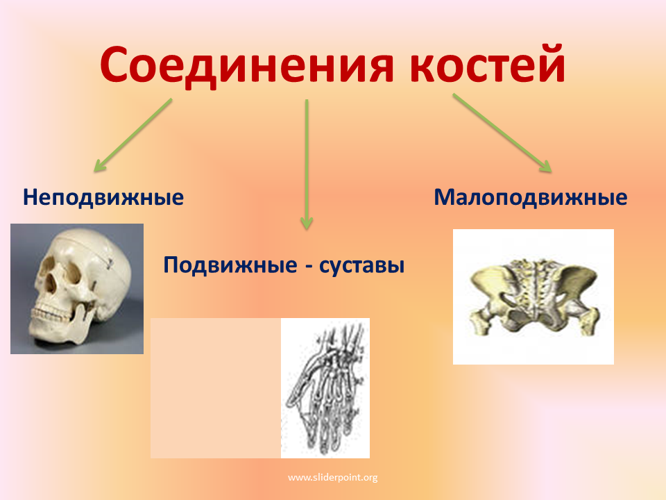 Подвижное соединение между. Соединение костей. Неподвижное соединение костей. Малоподвижные соединения костей. Подвижные и неподвижные кости.