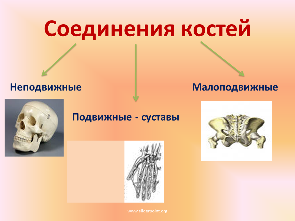 Неподвижные соединения скелета