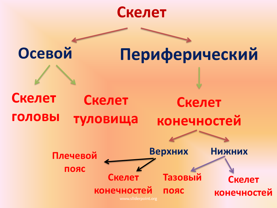 Осевой скелет. Осевой и добавочный скелет человека анатомия. Осевой и добавочный скелет схема. Биология 8 класс скелет человека осевой скелет. Осевой и периферический скелет