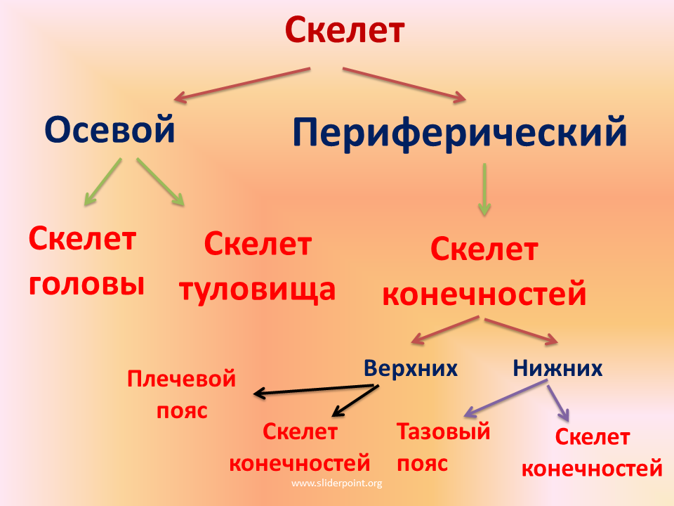 Деление скелета на отделы