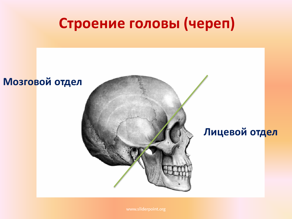 Кости черепа презентация анатомия
